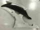 Blanc Carénage Yamaha R6 08-16